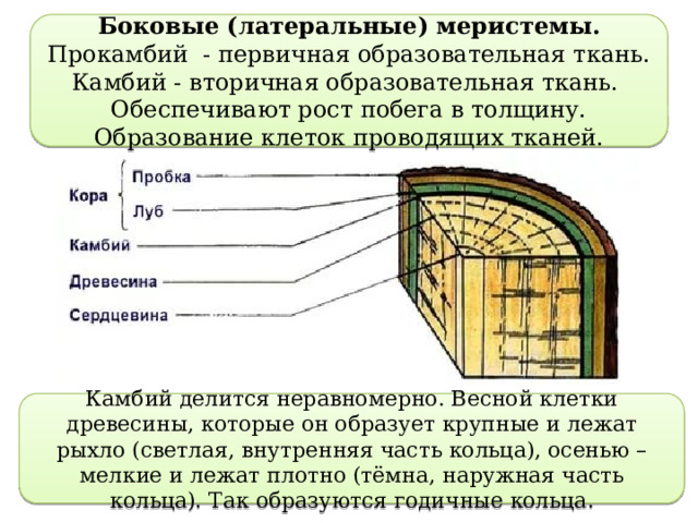 Камбий строение клеток