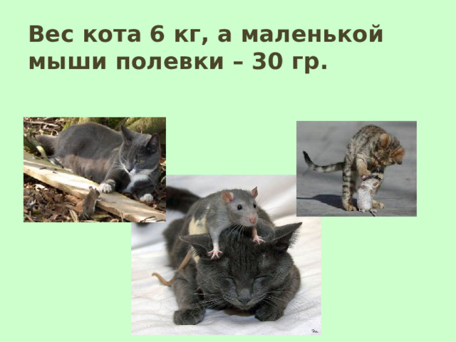 Вес кота 6 кг, а маленькой мыши полевки – 30 гр. 