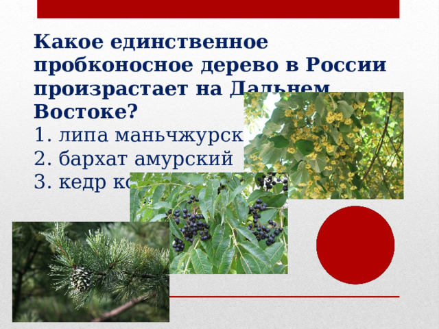 Какое единственное пробконосное дерево в России произрастает на Дальнем Востоке? липа маньчжурская бархат амурский кедр корейский 