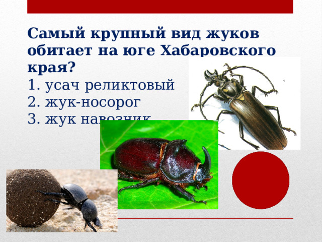 Самый крупный вид жуков обитает на юге Хабаровского края? усач реликтовый жук-носорог жук навозник 