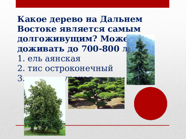 Какое дерево на Дальнем Востоке является самым долгоживущим? Может доживать до 700-800 лет? ель аянская тис остроконечный липа амурская 