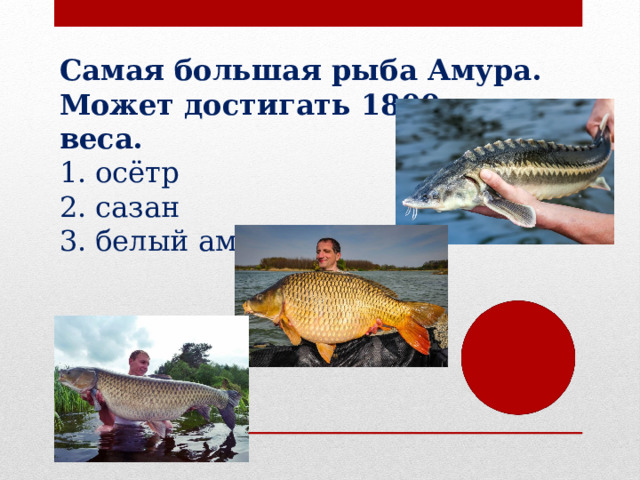 Самая большая рыба Амура. Может достигать 1800 кг веса. осётр сазан белый амур 