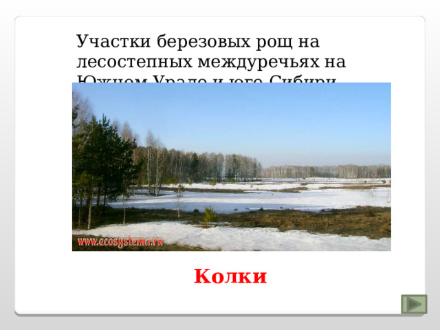 Участки березовых рощ на лесостепных междуречьях на Южном Урале и юге Сибири Колки 