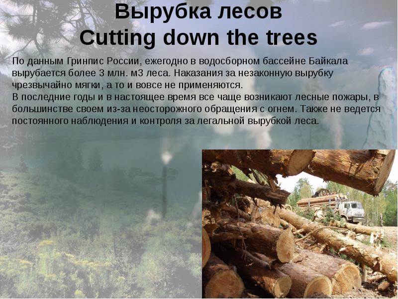 Вырубка лесов английский язык 8 класс проект