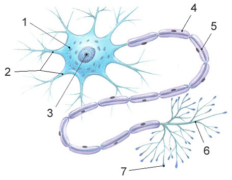Какой цифрой на рисунке обозначены нервные окончания