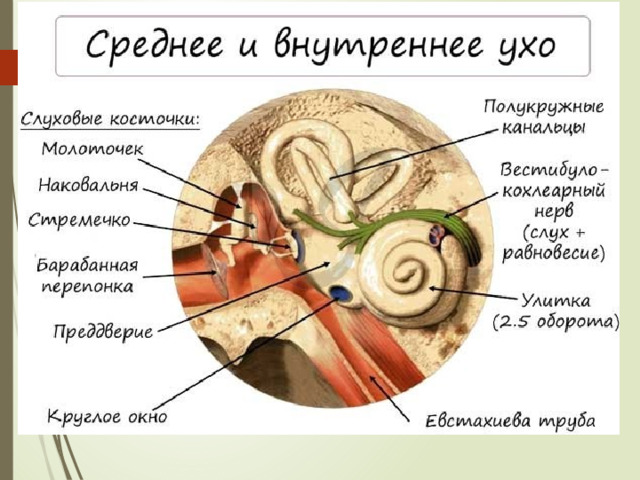Наружное - ушная раковина и слуховой проход, который заканчивается барабанной перепонкой. Среднее  - воздухоносная полость, переходящую в слуховую (евстахиевую) трубу сл.кос - молоточек, наковальня ,стремечко Внутреннее - перепончатый лабиринт, в котором находятся улитка (орган слуха) и вестибулярный аппарат, полости заполнены жидкостью. Органы слуха 
