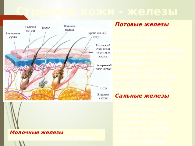 Дерма или собственно кожа В дерме различают два слоя: — сосочковый , за счет сосочков которого образуются гребешки и бороздки, формируется папиллярный рисунок сетчатый , в котором коллагеновые и эластичные волокна образуют сеть. В дерме находятся кровеносные и лимфатические сосуды, нервные окончания, потовые и сальные железы, волосы . Ниже расположена подкожная жировая клетчатка. Потовые, сальные и молочные железы – производные ДЕРМЫ. 24 