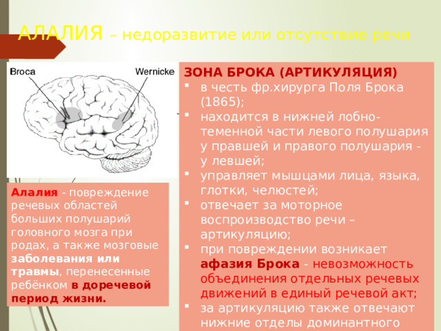 Центры анализаторов в мозге 24 