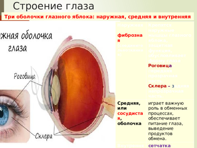 Строение глаза Три оболочки глазного яблока: наружная, средняя и внутренняя Наружная  фиброзная ( соединительнотканная) Крепятся наружные мышцы глазного яблока, Средняя, или сосудистая , оболочка защитная функция, обусловливает форму глаза играет важную роль в обменных процессах, обеспечивает питание глаза, выведение продуктов обмена. Внутренняяили сетчатая Роговиц а - п ередняя прозрачная часть.  сетчатка  — рецепторная часть зрительного анализатора Склера – з адняя непрозрачная часть. 