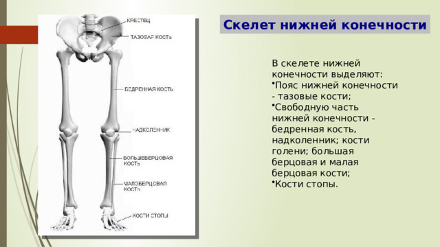 Бедренная и большая берцовая кости. Скелет нижних конечностей. Большая берцовая кость скелет. Скелет человека малая берцовая кость. Скелет пояса нижних конечностей тазовый пояс.