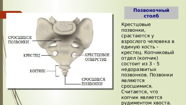 Копчиковый отдел позвоночника. Позвоночник | Анатомия и физиология, Судебная медицина, Углубленное. Лордозы и кифозы позвоночника | Биологический репетитор | Дзен Крестцовые позвонки, vertebrae sacrales и Копчиковые позвонки.