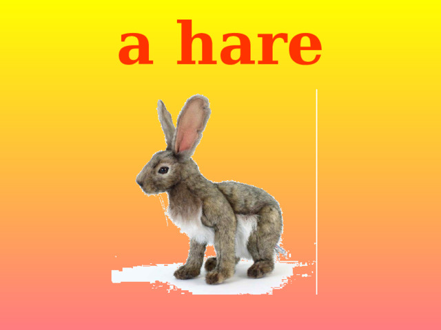 a hare 