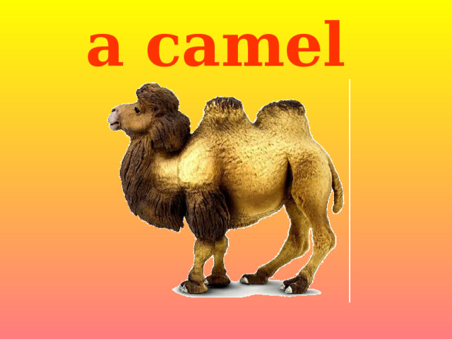 a camel 