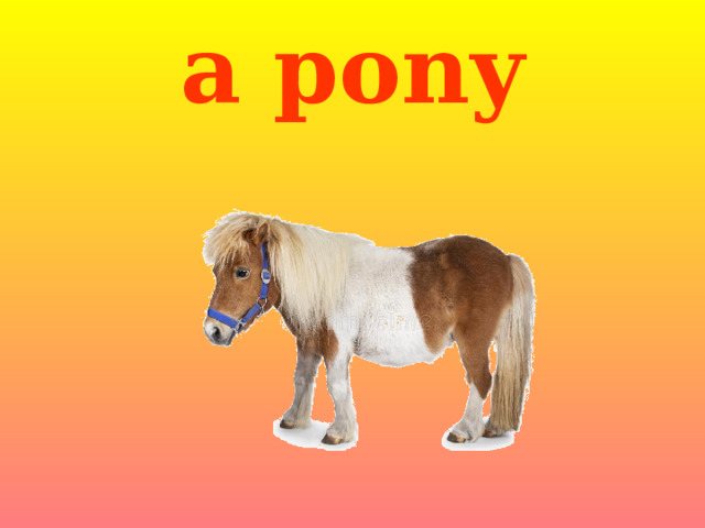 a pony 