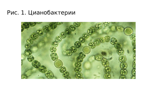 Рис. 1. Цианобактерии 
