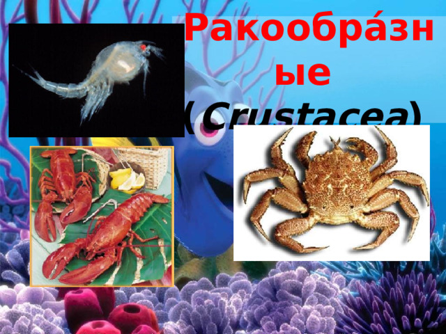 Ракообра́зные   ( Crustacea )  