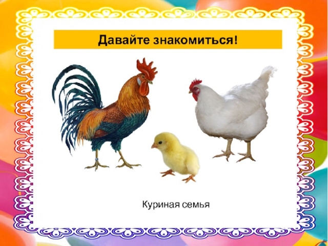 Домашние птицы для детей