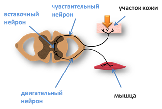 Чувствительный нейрон. Чувствительный вставочный и двигательный Нейроны. Cnfdjxysq, двигательный, чувствительный Нейрон. Чувствительный Нейрон вставочный Нейрон двигательный Нейрон. Чувствительные вставочные двигательные.