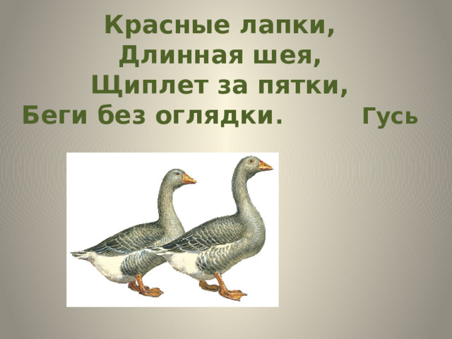 Красная лапки беги без оглядки. На красных лапках Гусь. Красные лапки длинная шея щиплет за пятки беги без оглядки. Лапы гуся. Гуси вы гуси красные лапки.