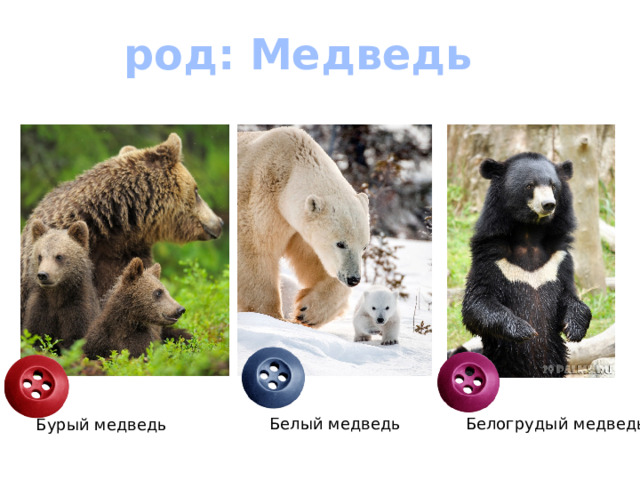 род: Медведь Белый медведь Белогрудый медведь Бурый медведь 
