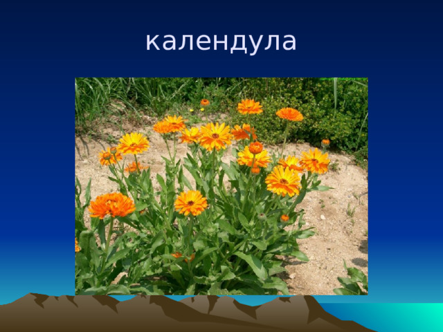 календула 