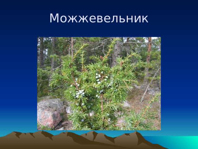Можжевельник 