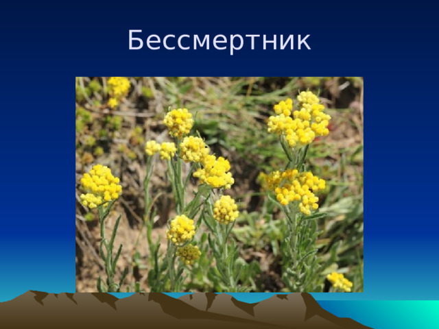 Бессмертник 