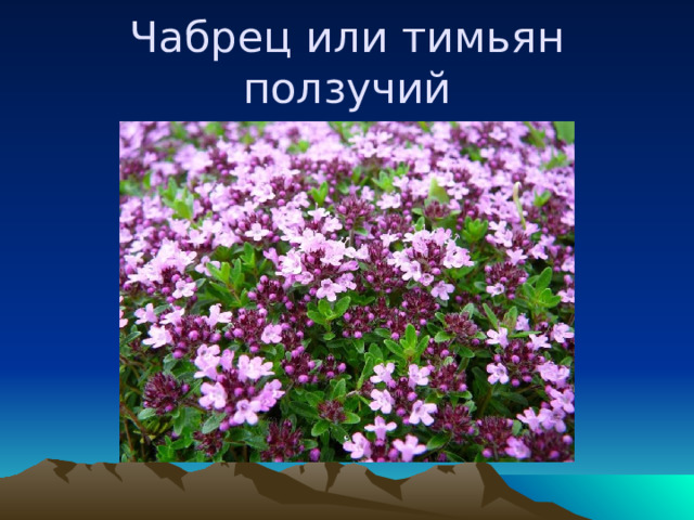Чабрец или тимьян ползучий 