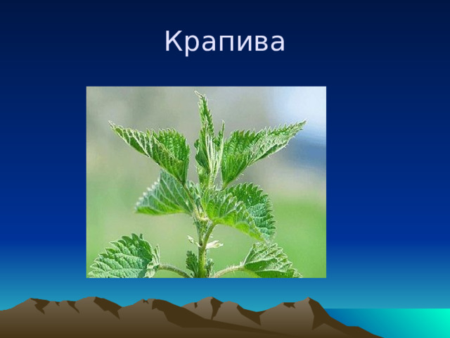 Крапива 