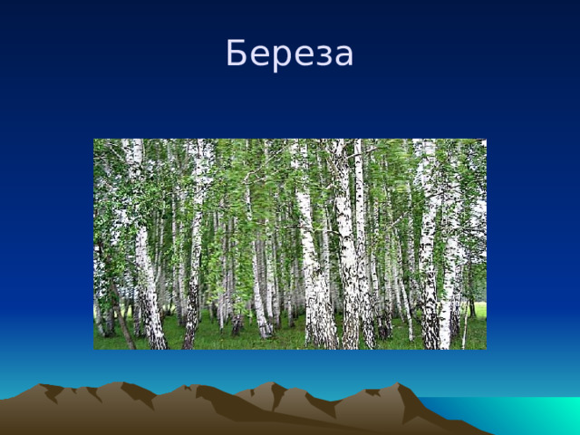 Береза 