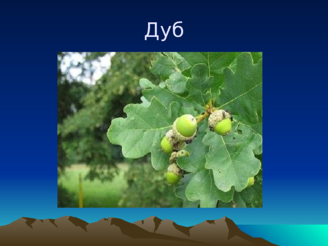 Дуб 