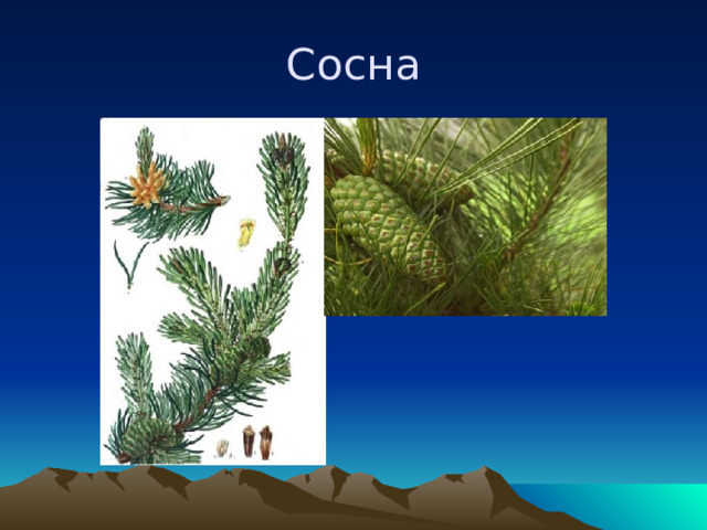 Сосна 