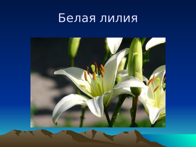 Белая лилия 