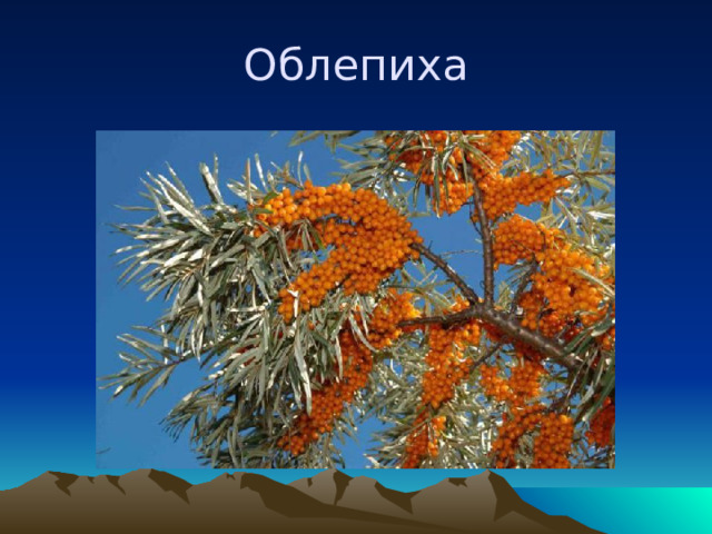 Облепиха 