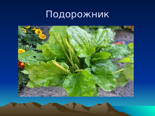 Подорожник 