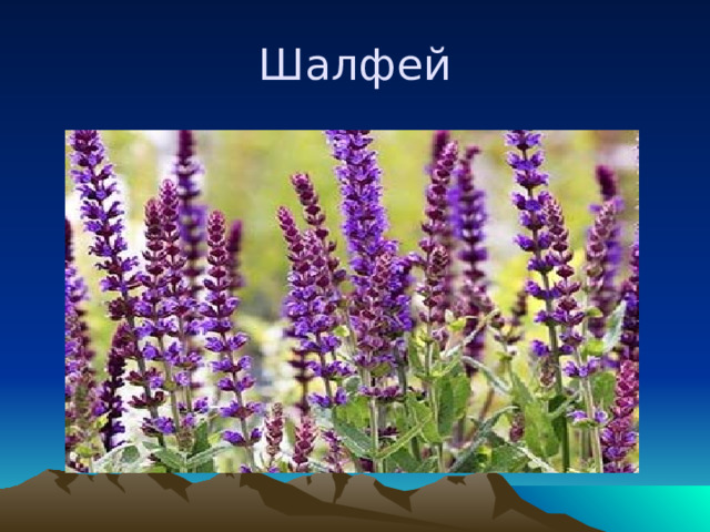 Шалфей 