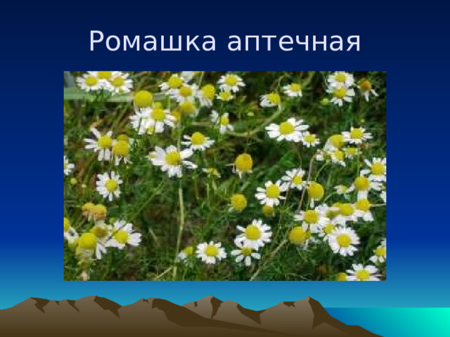 Ромашка аптечная 