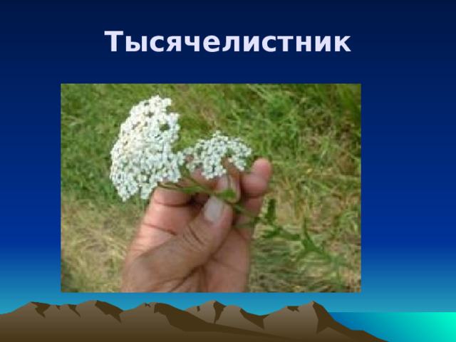 Тысячелистник 