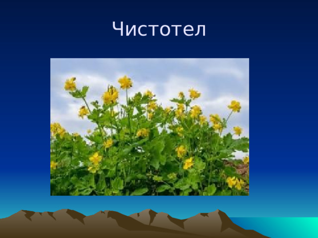 Чистотел 