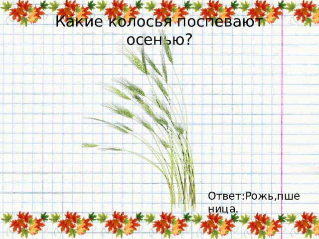 Какие колосья поспевают осенью? Ответ:Рожь,пшеница. 