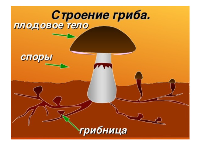 Плодовое тело. Строение плодового тела гриба с мицелием. Строение грибов грибы мицелий плодовое тело. Что такое грибница и плодовое тело гриба. Грибница с плодовым телом шляпочного гриба.