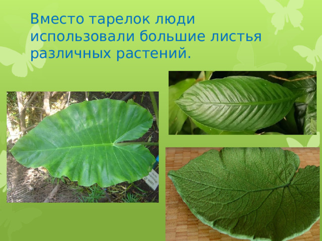 Вместо тарелок люди использовали большие листья различных растений. 