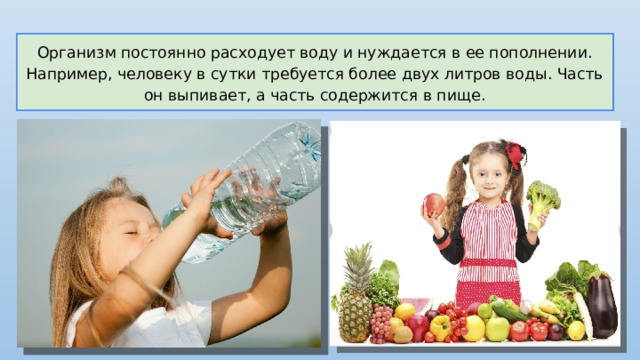 Организм постоянно расходует воду и нуждается в ее пополнении. Например, человеку в сутки требуется более двух литров воды. Часть он выпивает, а часть содержится в пище. 