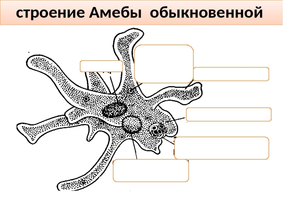 Амеба фото строение Урок по биологии. "Мир простейших"