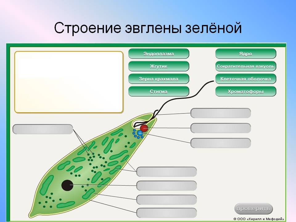 Простейшие рисунки 7 класс биология