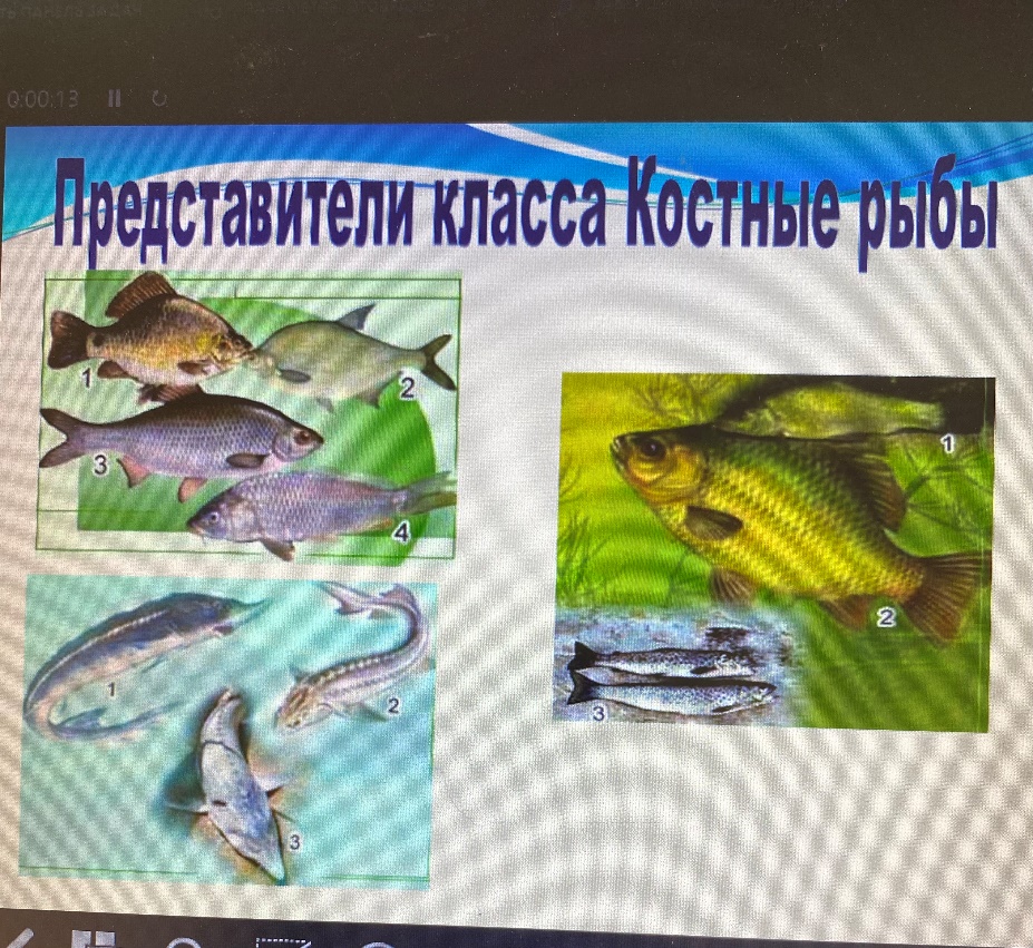 Современный метапредметный урок» Конспект урока биологии в 7 классе по теме  «Внешнее и внутреннее строение рыб»