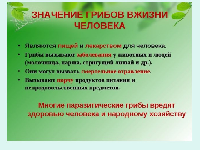 Грибы и их значение в природе и жизни человека презентация