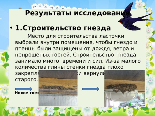 Результаты исследования 1.Строительство гнезда  Место для строительства ласточки выбрали внутри помещения, чтобы гнездо и птенцы были защищены от дождя, ветра и непрошеных гостей. Строительство гнезда занимало много времени и сил. Из-за малого количества глины стенки гнезда плохо закреплялись. Ласточки вернулись к ремонту старого.  Новое гнездо Старое гнездо 