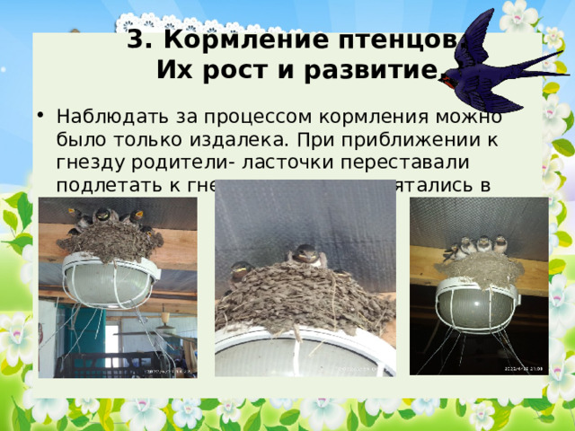 3. Кормление птенцов.  Их рост и развитие. Наблюдать за процессом кормления можно было только издалека. При приближении к гнезду родители- ласточки переставали подлетать к гнезду, а птенцы прятались в нём. 