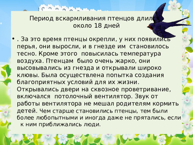  Период вскармливания птенцов длился  около 18 дней . За это время птенцы окрепли, у них появились перья, они выросли, и в гнезде им становилось тесно. Кроме этого повысилась температура воздуха. Птенцам было очень жарко, они высовывались из гнезда и открывали широко клювы. Была осуществлена попытка создания благоприятных условий для их жизни. Открывались двери на сквозное проветривание, включался потолочный вентилятор. Звук от работы вентилятора не мешал родителям кормить детей. Чем старше становились птенцы, тем были более любопытными и иногда даже не прятались, если к ним приближались люди. 